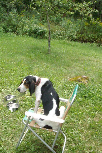 Sophie the Hound.JPG